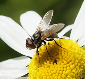 Phasia obesa