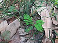 Sapling of Leucaena leucocephala. The cotyledons are visible.