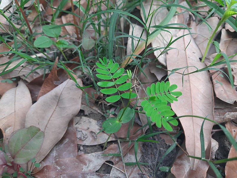 File:Sapling of Leucaena leucocephala.jpg