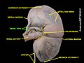 Renal vein