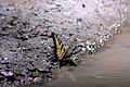 Eastern Tiger Swallowtail, Papilio glaucus