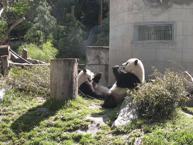 File:Taiwan pandas after earthquake.JPG