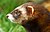 European polecat