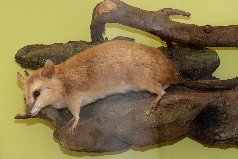 File:Vieraugen-Opossum (Metachirus nudicaudatus).jpg