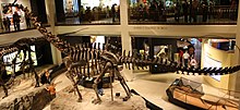 WLA hmns Diplodocus.jpg