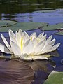 Common Water-lily, Nymphaea odorata