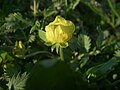 Лапчатка гусиная (Potentilla anserina)