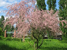 Tamarix gallica — типовой вид типового рода семейства. Цветущее растение в городском парке Саарбрюккена