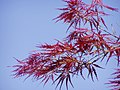 A red A. palmatum Dissectum Group