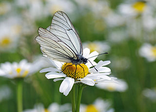 Aporia crataegi