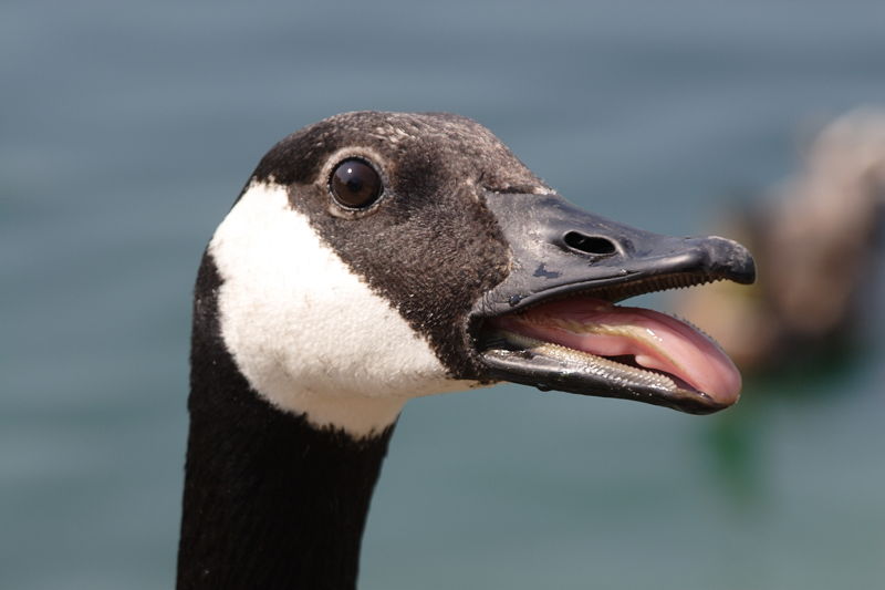 File:Canada goose head detail.JPG