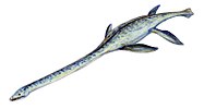 Elasmosaurus platyurus