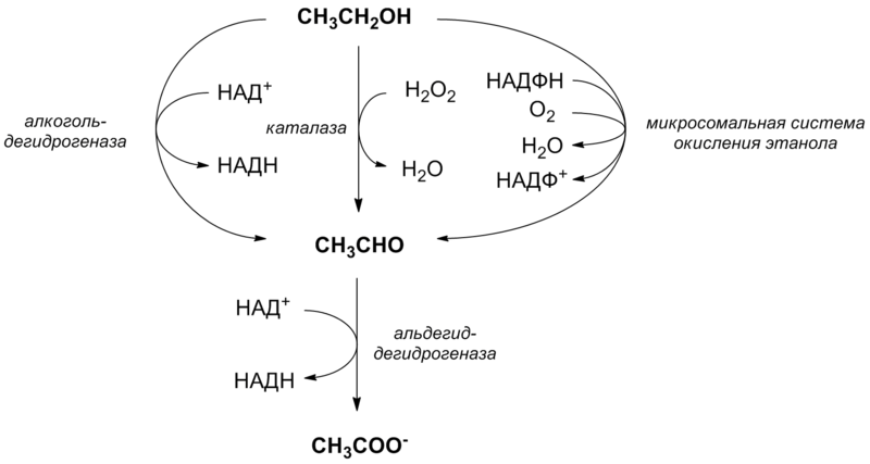 Файл:Ethanol metabolism.png