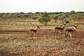 Group of impala