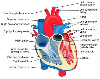 File:Heart diagram-en.svg