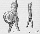 Sexual dimorphism in the syringial bulla of Histrionicus histrionicus.