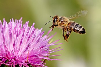 Western honey bee