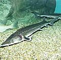 Thumbnail for Japanese sturgeon