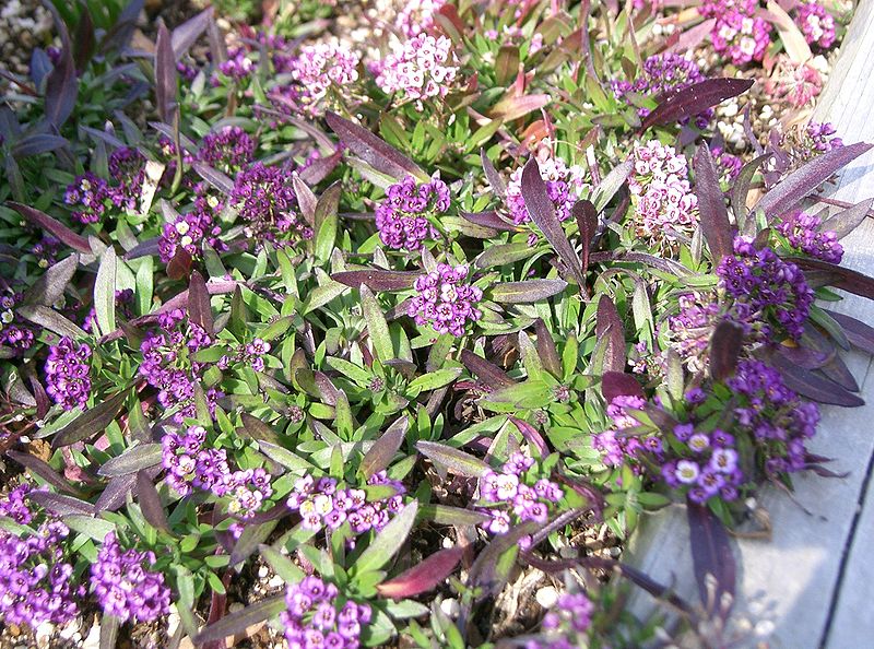 File:Lobularia maritima4.jpg