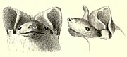 Drawing of bat head