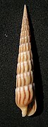 Myurella undulata（英语：Myurella undulata）