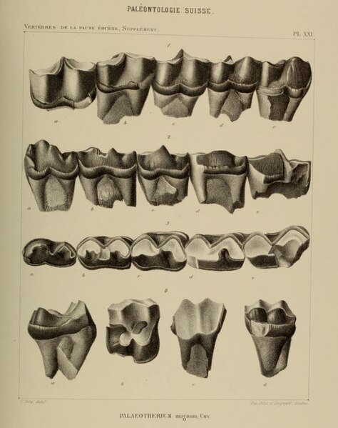 File:Palaeotherium magnum dentition.jpg