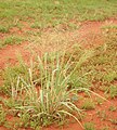 Image 11Native millet, Panicum decompositum, was planted and harvested by Indigenous Australians in eastern central Australia. (from History of agriculture)