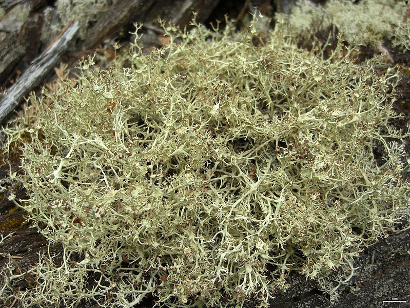 File:Quill Lichen (3815442063).jpg