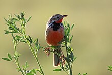 Rosy-Throated Longclaw.jpg