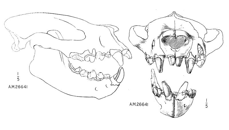 File:Sarkastodon scull AMNH.jpg