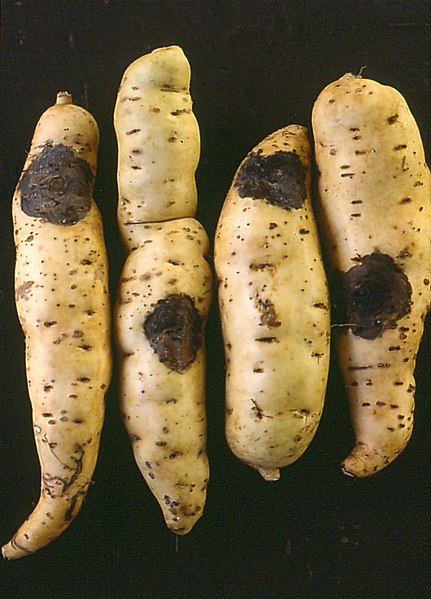 File:Sweet potato ceratocystis.jpg