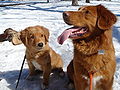 (Left to Right) Size comparison of a juvenile male Toller and the adult sire