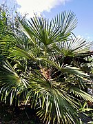 Trachycarpus fortunei in Krapets, Bulgaria