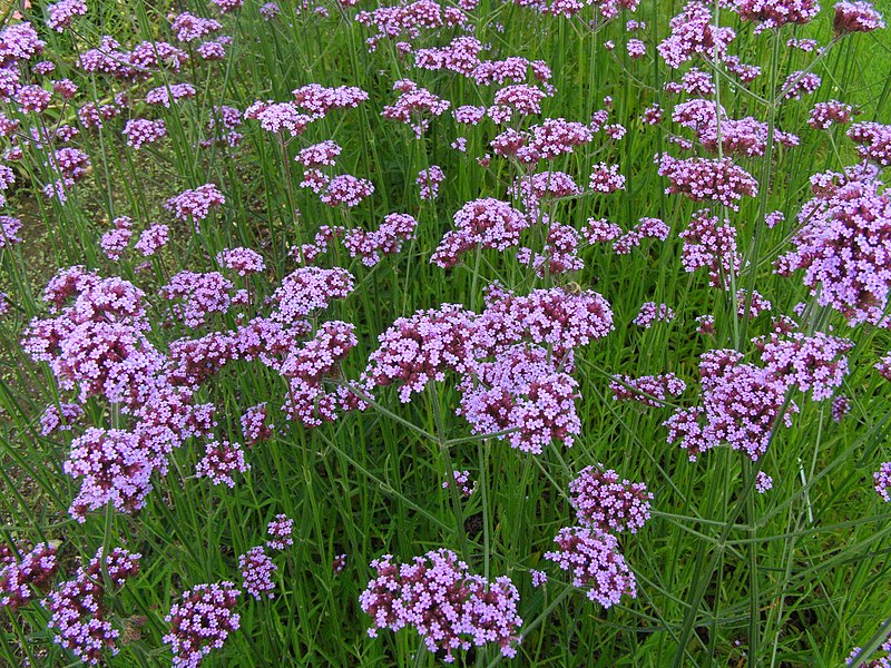 File:Verbena bonariensis.jpg