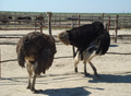 An ostrich farm in Prymorskoe