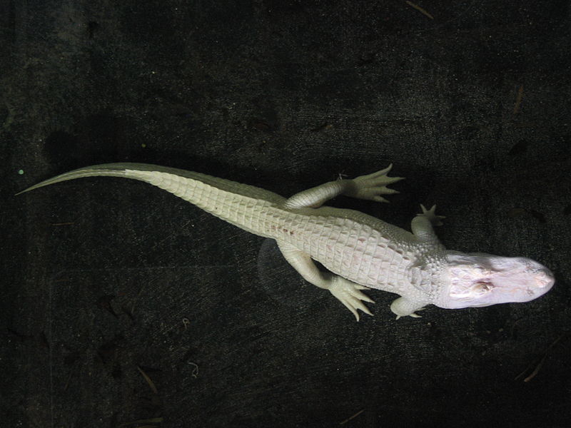 File:Albino Alligator 1.JPG