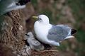 On nest with chick