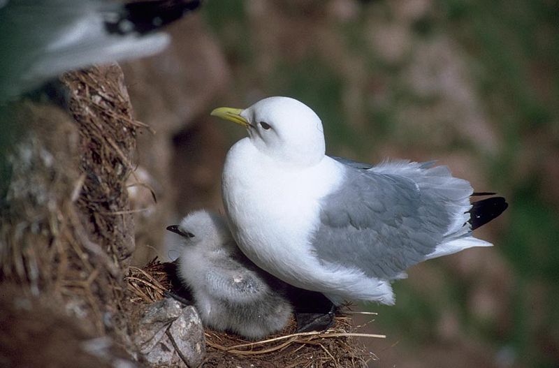 File:Black-legged Kittiwake and Chick.jpg