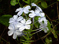 Plumbago auriculata at the Honolulu Zoo.