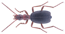 Brachinus bellicosus Dufour, 1820.png