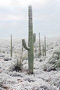 Snow-covered saguaro near Tucson.