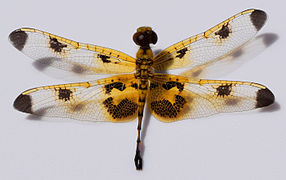 Female Celithemis elisa, calico pennant at the University of Mississippi Field Station