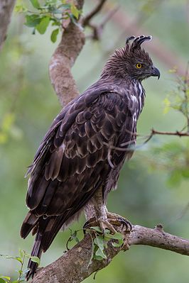 Изменчивый хохлатый орёл (Nisaetus cirrhatus)