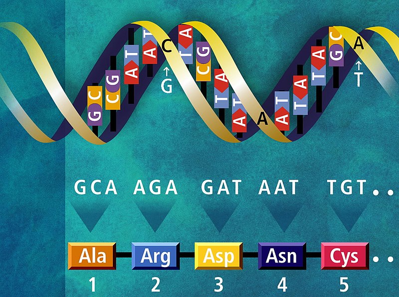 Файл:DNA translation example.jpg