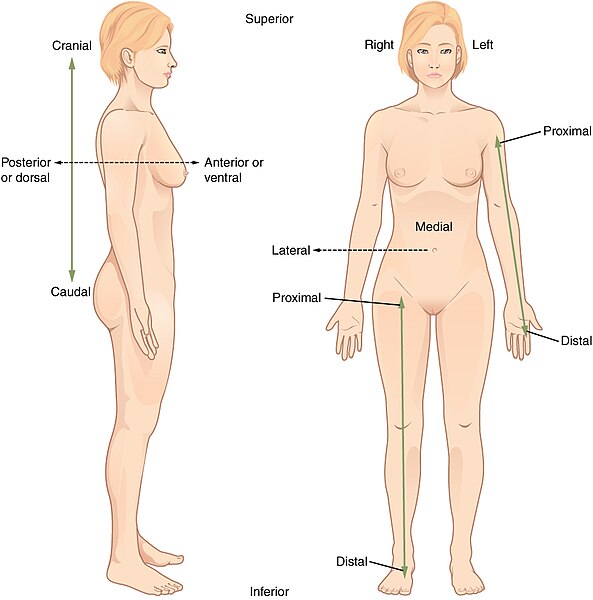 File:Directional Terms.jpg