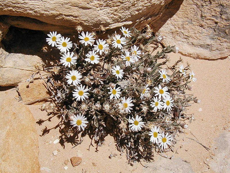 File:Erigeron maguirei.jpg