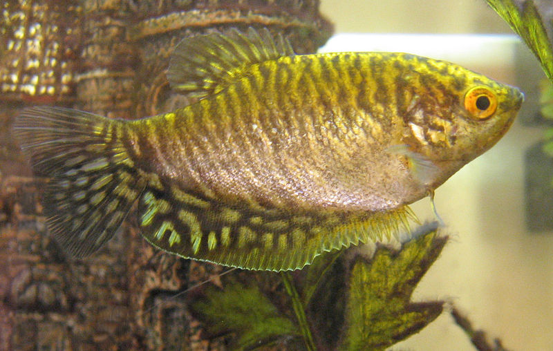 File:Golden gourami.jpg