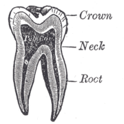 Molar tooth anatomy