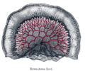 Loop of small intestine showing distribution of intestinal arteries