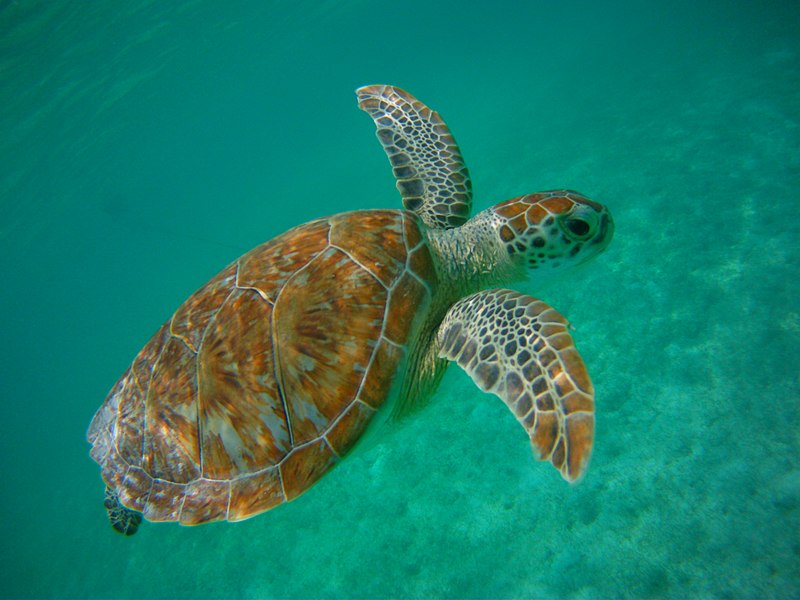 File:GreenSeaTurtlesAkumalCancunMexico05.JPG